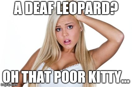 Dumb Blonde | A DEAF LEOPARD? OH THAT POOR KITTY... | image tagged in dumb blonde | made w/ Imgflip meme maker
