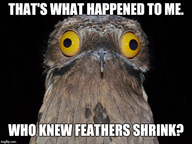 THAT'S WHAT HAPPENED TO ME. WHO KNEW FEATHERS SHRINK? | made w/ Imgflip meme maker