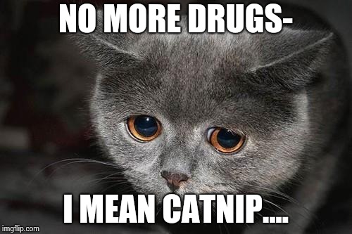 Sad cat | NO MORE DRUGS- I MEAN CATNIP.... | image tagged in sad cat | made w/ Imgflip meme maker