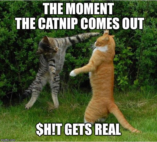 Cat Fight | THE MOMENT THE CATNIP COMES OUT; $H!T GETS REAL | image tagged in cat fight | made w/ Imgflip meme maker