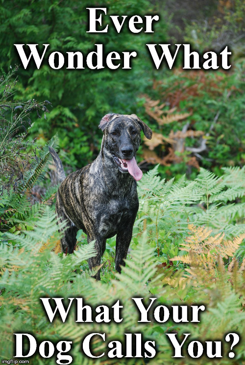 Ever Wonder What; What Your Dog Calls You? | image tagged in ggeorgia | made w/ Imgflip meme maker
