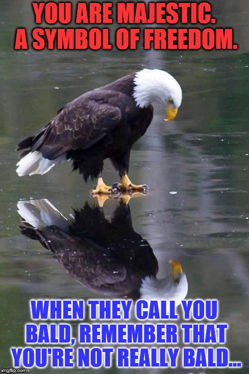 YOU ARE MAJESTIC. A SYMBOL OF FREEDOM. WHEN THEY CALL YOU BALD, REMEMBER THAT YOU'RE NOT REALLY BALD... | made w/ Imgflip meme maker