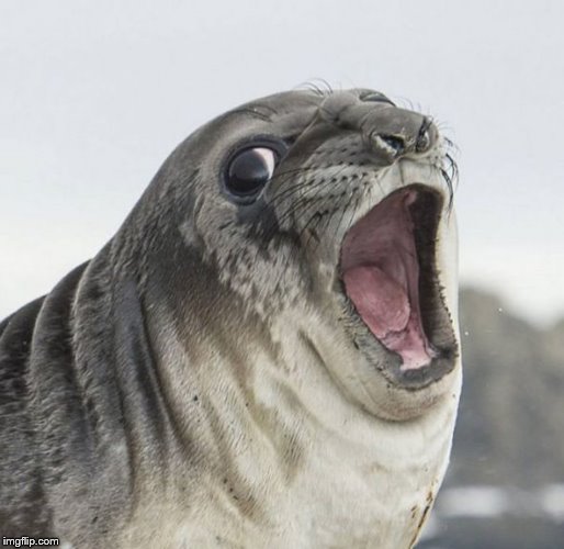 surprise butt sex seal | . | image tagged in surprise butt sex seal | made w/ Imgflip meme maker