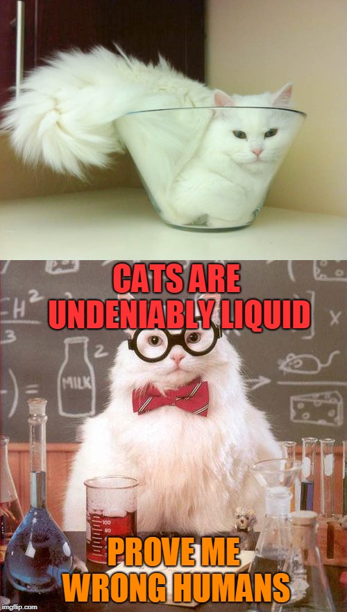 CATS ARE UNDENIABLY LIQUID; PROVE ME WRONG HUMANS | image tagged in cats,science cat,liquid,facts | made w/ Imgflip meme maker