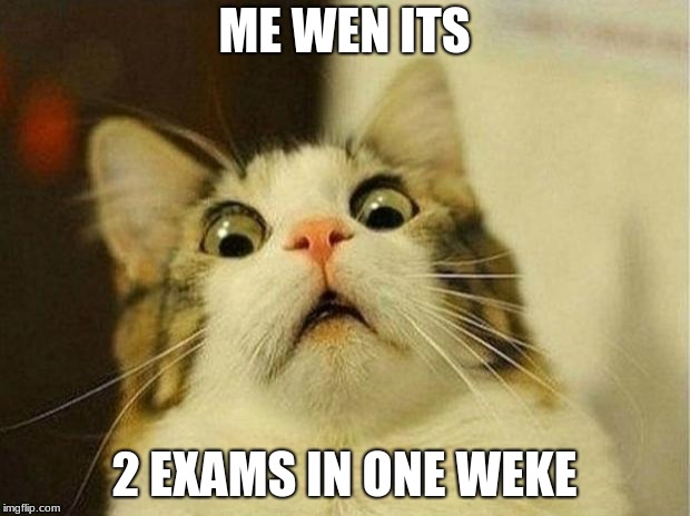 Scared Cat | ME WEN ITS; 2 EXAMS IN ONE WEKE | image tagged in memes,scared cat | made w/ Imgflip meme maker