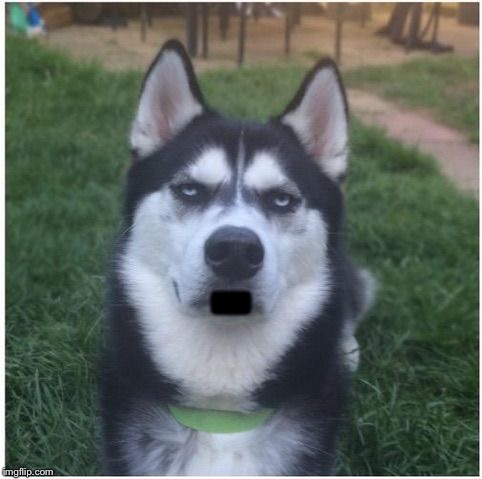 Bullshit Husky (Talk) Blank Meme Template