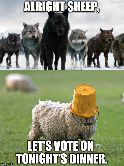 direct democracy | ALRIGHT SHEEP, LET'S VOTE ON TONIGHT'S DINNER. | image tagged in memes,woves,sheep,dinner,vote | made w/ Imgflip meme maker
