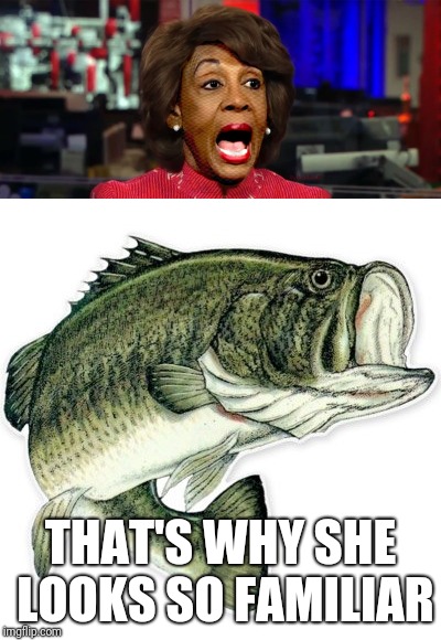 She reminds me of a largemouth bass with lipstick | THAT'S WHY SHE LOOKS SO FAMILIAR | image tagged in mad maxine,largemouth with lipstick | made w/ Imgflip meme maker