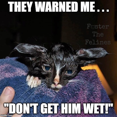 Gremlin Cat | THEY WARNED ME . . . "DON'T GET HIM WET!" | image tagged in gremlins,gremlin,gremlin cat,wet cat,wet kitten,foster kitten | made w/ Imgflip meme maker