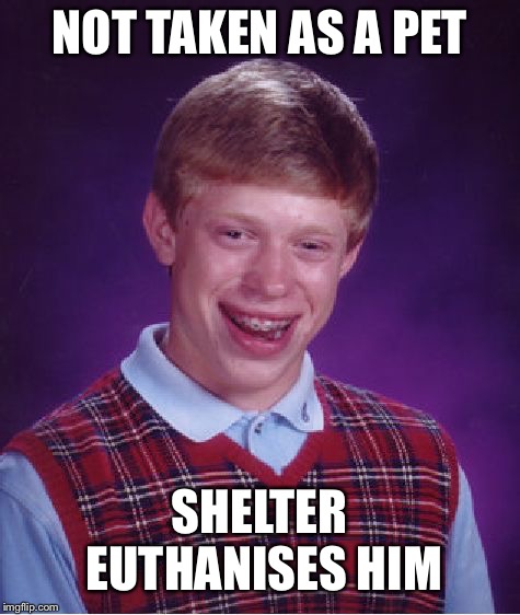 Bad Luck Brian Meme | NOT TAKEN AS A PET SHELTER EUTHANISES HIM | image tagged in memes,bad luck brian | made w/ Imgflip meme maker