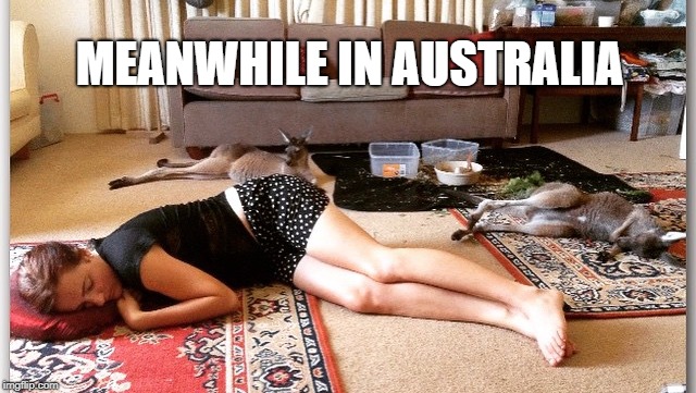 meanwhile in australia | MEANWHILE IN AUSTRALIA | image tagged in meanwhile in australia,kangaroo,sleeping,family | made w/ Imgflip meme maker