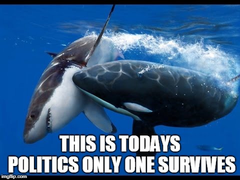 Killer Whale | THIS IS TODAYS POLITICS ONLY ONE SURVIVES | image tagged in killer whale | made w/ Imgflip meme maker