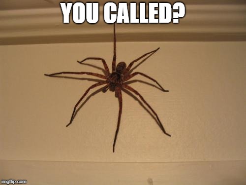 Scumbag Spider | YOU CALLED? | image tagged in scumbag spider | made w/ Imgflip meme maker
