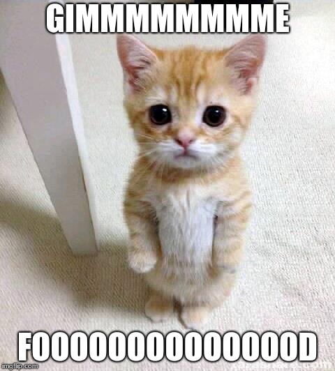 Cute Cat Meme | GIMMMMMMMME; FOOOOOOOOOOOOOOD | image tagged in memes,cute cat | made w/ Imgflip meme maker