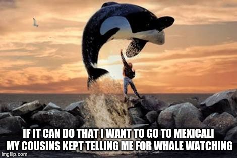 Free Willy blank | IF IT CAN DO THAT I WANT TO GO TO MEXICALI MY COUSINS KEPT TELLING ME FOR WHALE WATCHING | image tagged in free willy blank | made w/ Imgflip meme maker
