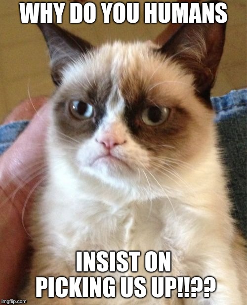 Grumpy Cat | WHY DO YOU HUMANS; INSIST ON PICKING US UP!!?? | image tagged in memes,grumpy cat | made w/ Imgflip meme maker