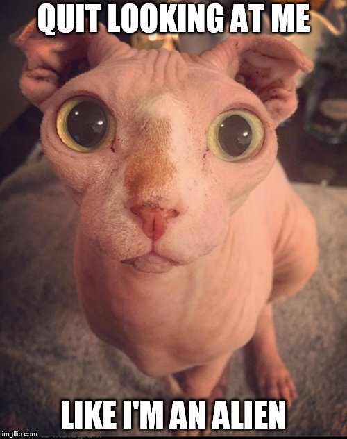 Curious Hairless Cats - Imgflip