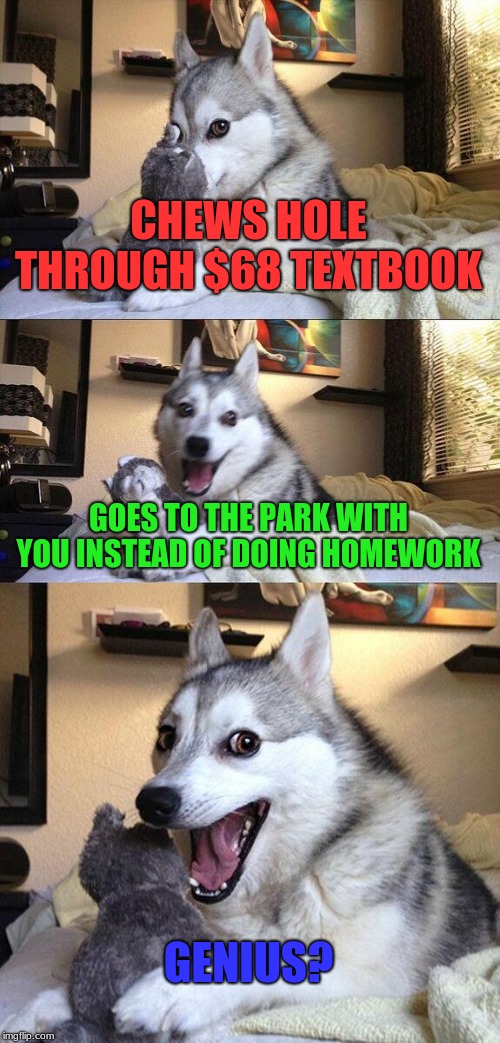 Bad Pun Dog | CHEWS HOLE THROUGH $68 TEXTBOOK; GOES TO THE PARK WITH YOU INSTEAD OF DOING HOMEWORK; GENIUS? | image tagged in memes,bad pun dog | made w/ Imgflip meme maker