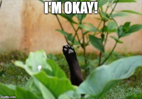 I'M OKAY! | image tagged in funny,funny animals,funny cats | made w/ Imgflip meme maker