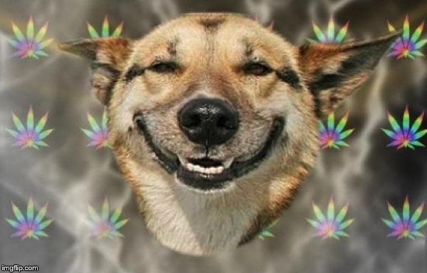 stoned dog | image tagged in stoned dog | made w/ Imgflip meme maker