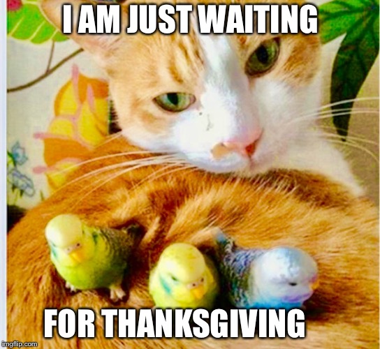I AM JUST WAITING; FOR THANKSGIVING | image tagged in happy thanksgiving,thanksgiving,thanksgiving dinner,thanksgiving day | made w/ Imgflip meme maker