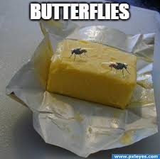 Butterfly | BUTTERFLIES | image tagged in butterfly,butter,fly,flies,nature,pretty | made w/ Imgflip meme maker