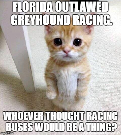 Racing buses! Varoom! Not sure why the government would be against racing buses?  | FLORIDA OUTLAWED GREYHOUND RACING. WHOEVER THOUGHT RACING BUSES WOULD BE A THING? | image tagged in memes,cute cat,dog,greyhound,race,racing | made w/ Imgflip meme maker