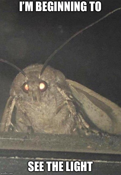 Moth | I’M BEGINNING TO; SEE THE LIGHT | image tagged in moth | made w/ Imgflip meme maker