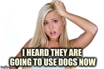 Dumb Blonde | I HEARD THEY ARE GOING TO USE DOGS NOW | image tagged in dumb blonde | made w/ Imgflip meme maker