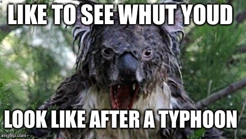 Angry Koala | LIKE TO SEE WHUT YOUD; LOOK LIKE AFTER A TYPHOON | image tagged in memes,angry koala | made w/ Imgflip meme maker