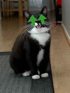 Super Stoner Cat | image tagged in super stoner cat | made w/ Imgflip meme maker
