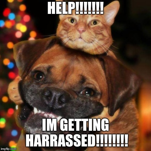 dogs an cats | HELP!!!!!!! IM GETTING HARRASSED!!!!!!!! | image tagged in dogs an cats | made w/ Imgflip meme maker