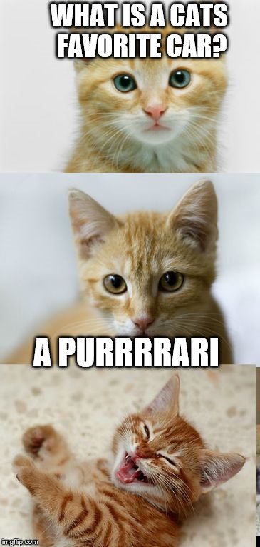 Bad Pun Cat | WHAT IS A CATS FAVORITE CAR? A PURRRRARI | image tagged in bad pun cat | made w/ Imgflip meme maker