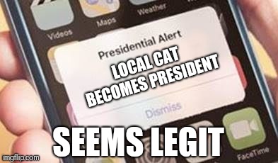 Presidential Alert Meme | LOCAL CAT BECOMES PRESIDENT SEEMS LEGIT | image tagged in presidential alert | made w/ Imgflip meme maker