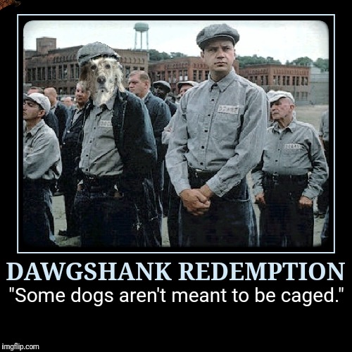 DAWGSHANK REDEMPTION | image tagged in funny,demotivationals,dogs,the shawshank redemption,prison | made w/ Imgflip demotivational maker