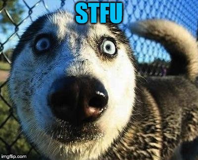Scared dog | STFU | image tagged in scared dog | made w/ Imgflip meme maker
