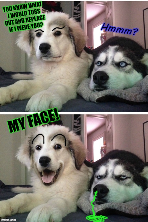 Bad pun dogs | Hmmm? YOU KNOW WHAT I WOULD TOSS OUT AND REPLACE IF I WERE YOU? MY FACE! | image tagged in bad pun dogs | made w/ Imgflip meme maker