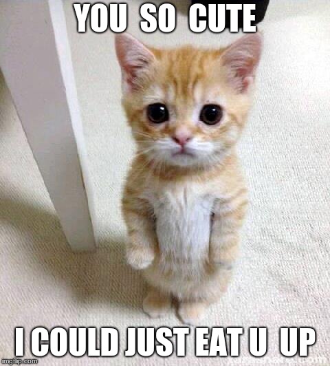 Cute Cat Meme | YOU  SO  CUTE; I COULD JUST EAT U  UP | image tagged in memes,cute cat | made w/ Imgflip meme maker