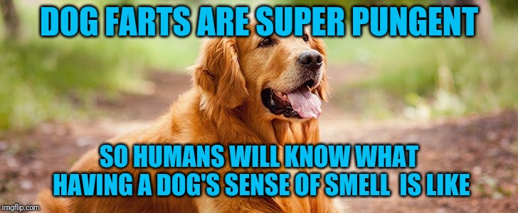 Did ya ever think | DOG FARTS ARE SUPER PUNGENT; SO HUMANS WILL KNOW WHAT HAVING A DOG'S SENSE OF SMELL  IS LIKE | image tagged in golden retriever | made w/ Imgflip meme maker