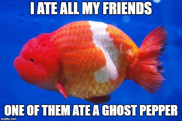 whoops  | I ATE ALL MY FRIENDS; ONE OF THEM ATE A GHOST PEPPER | image tagged in fat cat | made w/ Imgflip meme maker