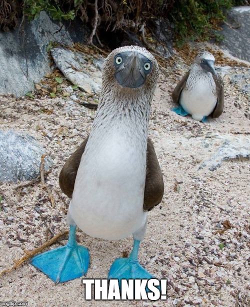 Blue footed boob | THANKS! | image tagged in blue footed boob | made w/ Imgflip meme maker