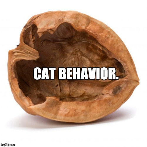 Nutshell | CAT BEHAVIOR. | image tagged in nutshell | made w/ Imgflip meme maker