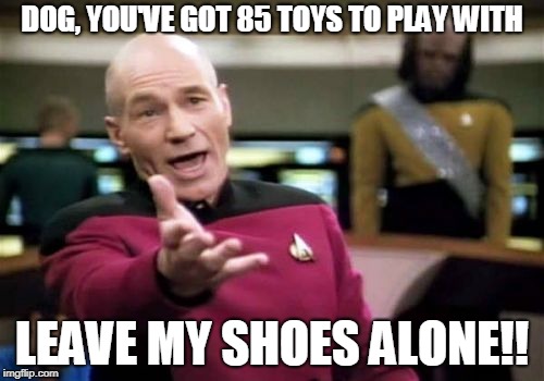 
 | DOG, YOU'VE GOT 85 TOYS TO PLAY WITH; LEAVE MY SHOES ALONE!! | image tagged in memes,picard wtf,pets,dogs | made w/ Imgflip meme maker
