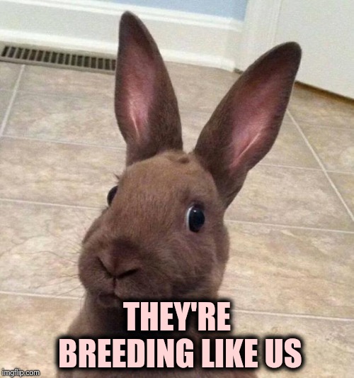 Really? Rabbit | THEY'RE BREEDING LIKE US | image tagged in really rabbit | made w/ Imgflip meme maker
