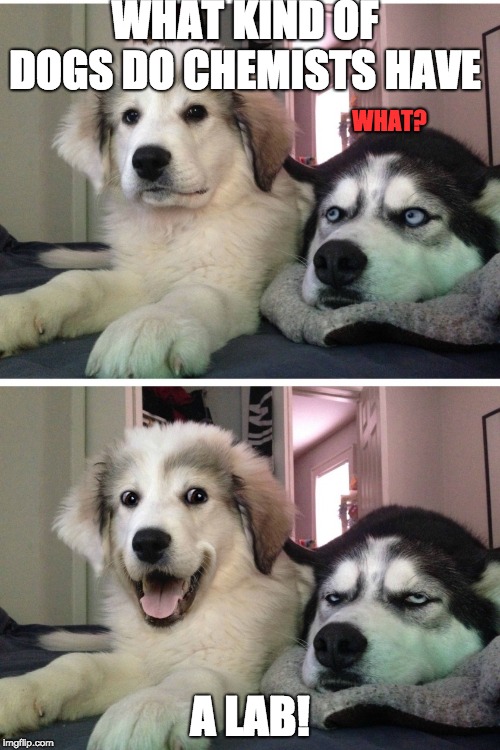 Bad pun dogs | WHAT KIND OF DOGS DO CHEMISTS HAVE; WHAT? A LAB! | image tagged in bad pun dogs | made w/ Imgflip meme maker