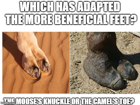 The Camel Toe vs. The Moose Knuckle? Which is more conducive to their environment challenges? Which has the better adaptation?  | WHICH HAS ADAPTED THE MORE BENEFICIAL FEET? THE MOOSE'S KNUCKLE OR THE CAMEL'S TOE? | image tagged in camel,vs,moose,toe,knuckle,lip | made w/ Imgflip meme maker