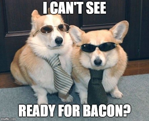 dogs goin out | I CAN'T SEE; READY FOR BACON? | image tagged in dogs goin out | made w/ Imgflip meme maker