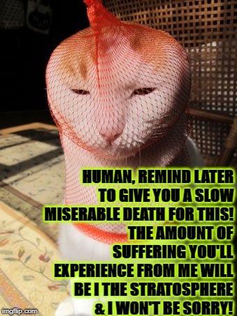 HUMAN, REMIND LATER TO GIVE YOU A SLOW MISERABLE DEATH FOR THIS! THE AMOUNT OF SUFFERING YOU'LL EXPERIENCE FROM ME WILL BE I THE STRATOSPHERE & I WON'T BE SORRY! | image tagged in a slow death | made w/ Imgflip meme maker