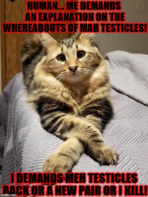 HUMAN... ME DEMANDS AN EXPLANATION ON THE WHEREABOUTS OF MAH TESTICLES! I DEMANDS MEH TESTICLES BACK OR A NEW PAIR OR I KILL! | image tagged in i demand | made w/ Imgflip meme maker