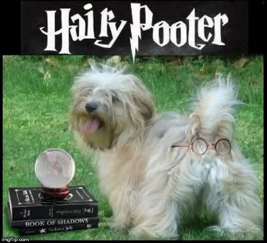 image tagged in throwback thursday,harry potter,harry potter meme,hairy,butthole,dog | made w/ Imgflip meme maker
